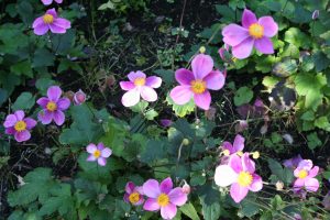Anemone hupensis tuincursus online