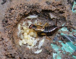 oorworm nest met eieren en jongen tuincursus online
