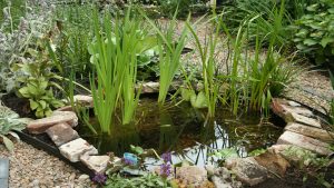 afkoppelen regenwater tuincursus online