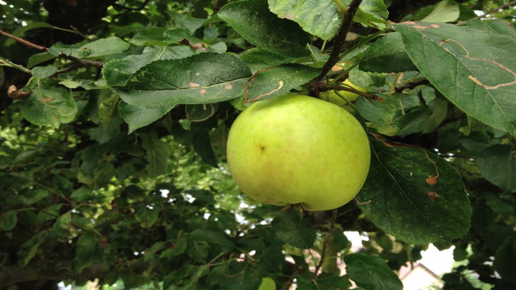 appelboom met vrucht tuincursus online