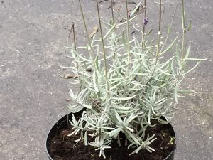 jonge lavendel in pot tuincursus online