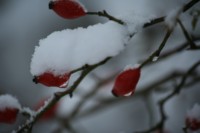 mijn tuingeheim afbeelding rozenbottel met sneeuw