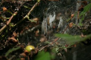 rups van spinselmot als pop van Mijn Tuingeheim