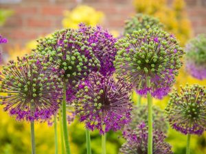 bloementuin in kleine voortuin tuincursus online