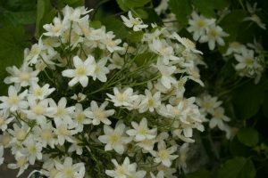 witte bloemen van vroegbloeiende clematis door Geral Overbeek