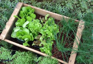 kruidenmengsel eetbare planten tuincursus online
