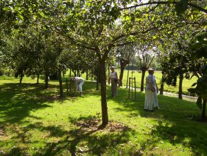 perenboom verplanten tuincursus online