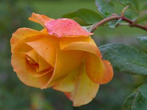 roos tuincursus online
