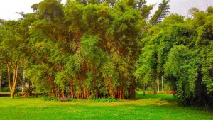 bamboe in pot tuincursus online