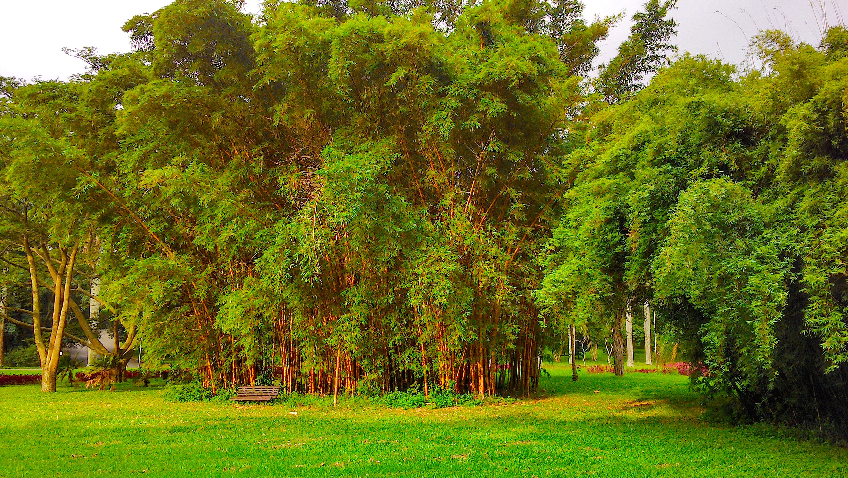 Jood Voortdurende Injectie Bamboe in de tuin of plantenbak