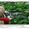 onderhoudsarme tuin binnen handbereik tuincursus online