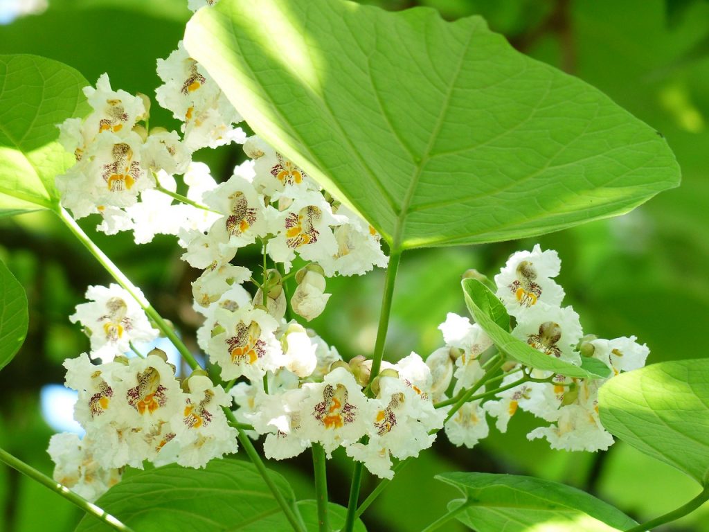 catalpa bloem en blad tuincursus online