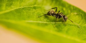 mier op een blad tuincursus online