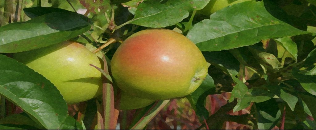 workshop snoeien hoogstam fruitbomen tuincursus online